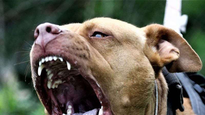 Felfoghatatlan rémület: egy szív nélküli anya büntetés gyanánt a székhez kötözte 6 éves kisfiát, és egy pitbullt uszított rá.