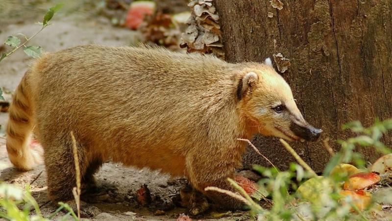 Varázslatos és izgalmakkal teli: ilyen élmények várnak ránk a Halloween során az állatkertben!