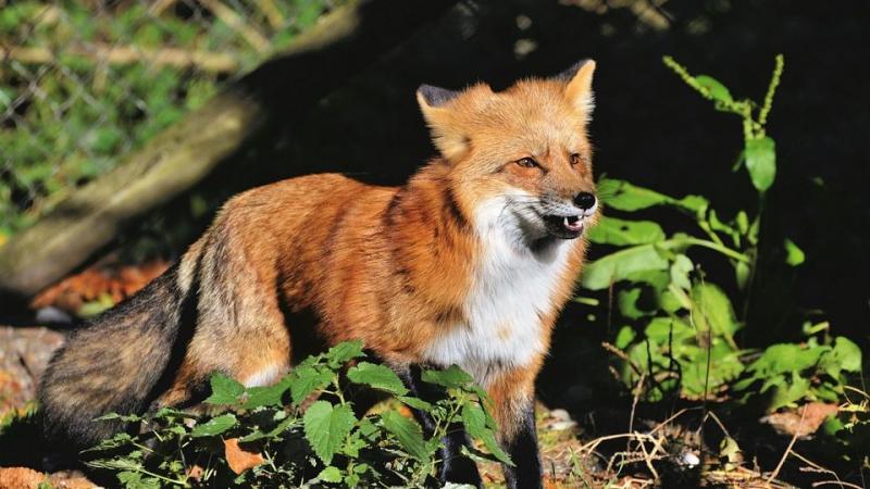 A városi rókák veszélyes betegségeket hordozhatnak, ami miatt szükségszerűnek tűnik a kilövésük.