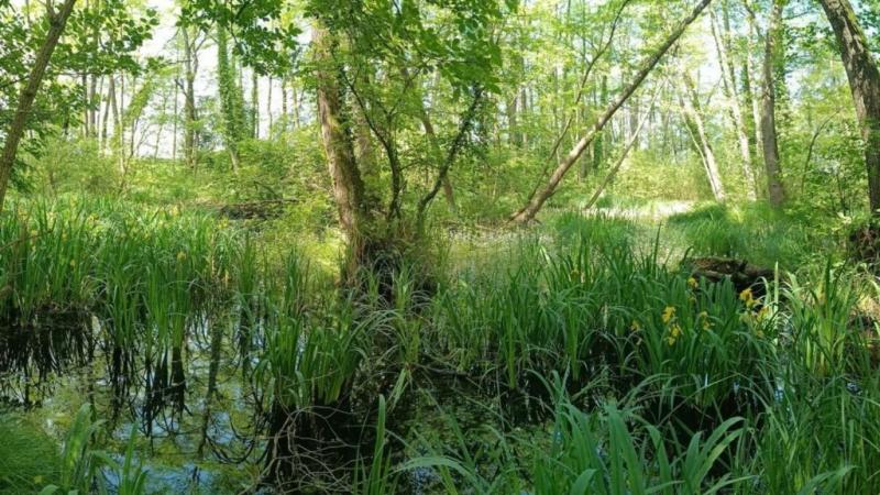 Fedezd fel a Balaton-felvidék új kincseit: egy különleges láperdő bukkant fel! | Színes világ a természetben