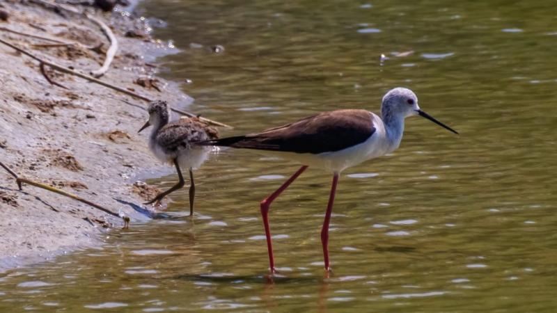 Önként és dalolva választotta új otthonául a Szegedi Vadasparkot egy különleges madár. Ez a ritka szárnyas izgalmas színfoltjával gazdagítja a park élővilágát. 
