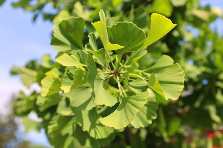 Fedezd fel az ősi Kína titkos kincseit, melyek között a ginkgo biloba kiemelkedő szerepet játszik! Ez a különleges növény nem csupán gyönyörű, hanem a visszerek és vérrögök elleni harcban is hatékony szövetséges. Ismerd meg, miért vált a ginkgo biloba a t