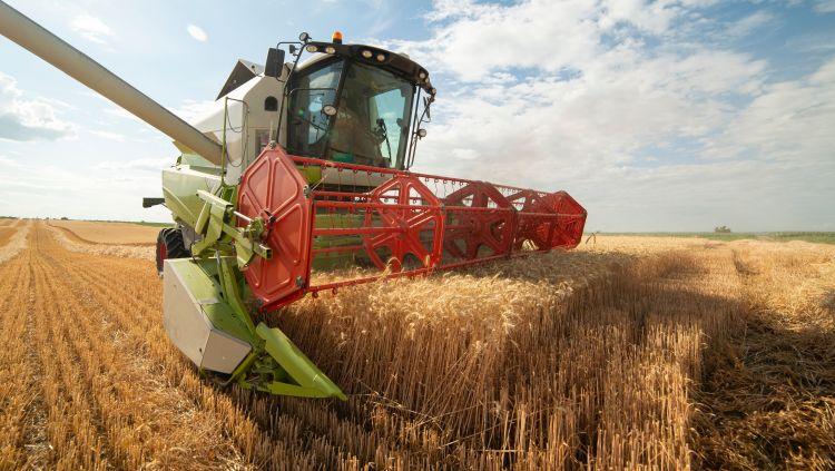 Az Agrárminisztérium kedvezően értékeli a kalászos növények termését - Agrárágazat