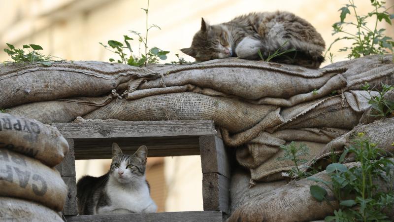 Ez aztán a macskák kavalkádja: a szigetet szinte elöntötték a kóbor négylábúak, így a hatóságoknak sürgősen intézkedniük kell.