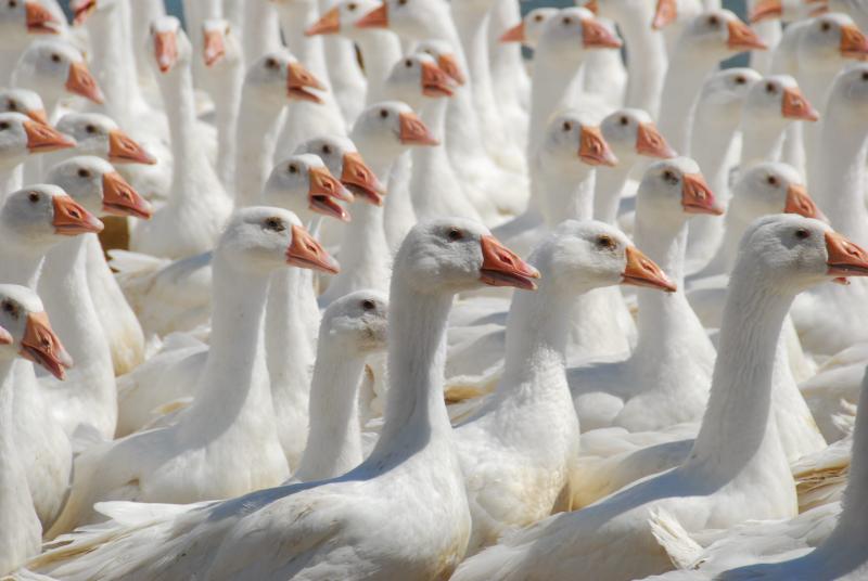 Erősebb védelem a járványokkal szemben: a telepek támogatásának megkettőzése - Magyar Mezőgazdaság